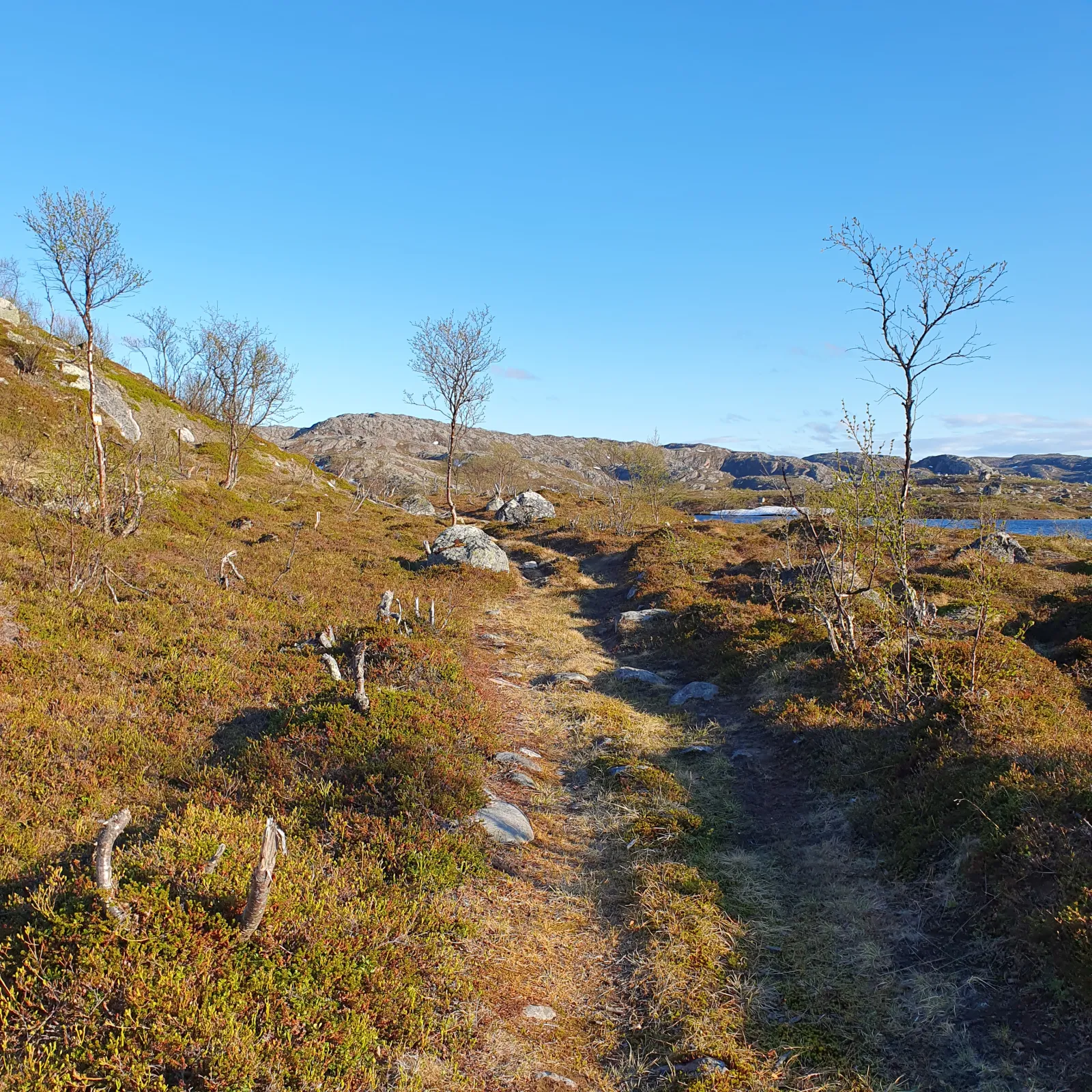 Koden er på treet til venstre.